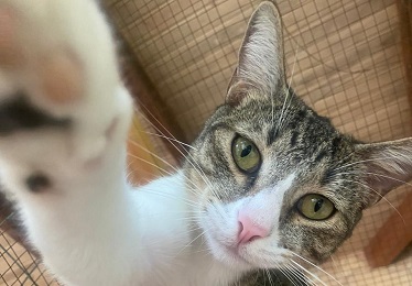 Finn the Rescued Kitty