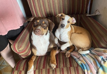 Ares & Oprah Rescued Dogs